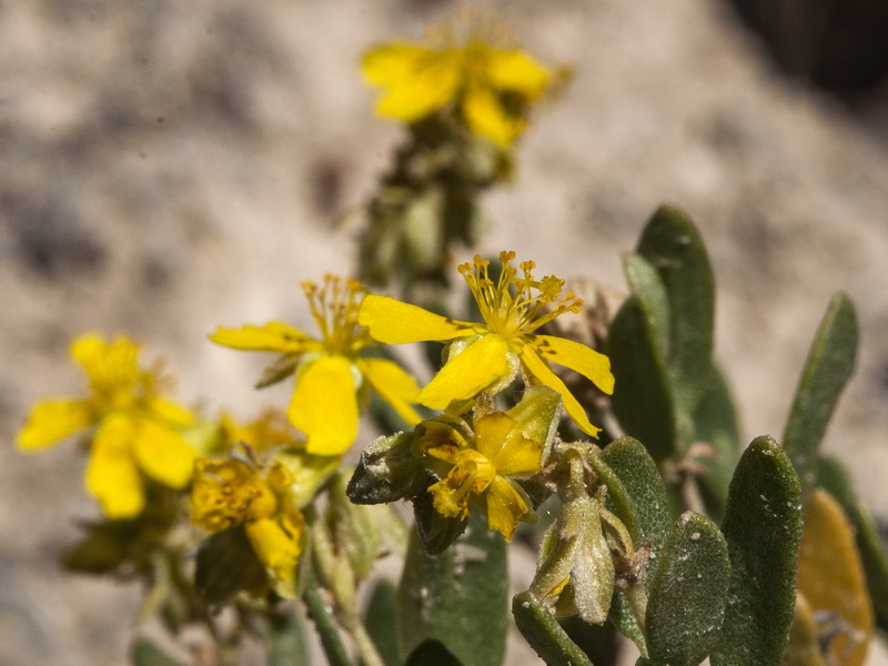 Helianthemum squamatum.22