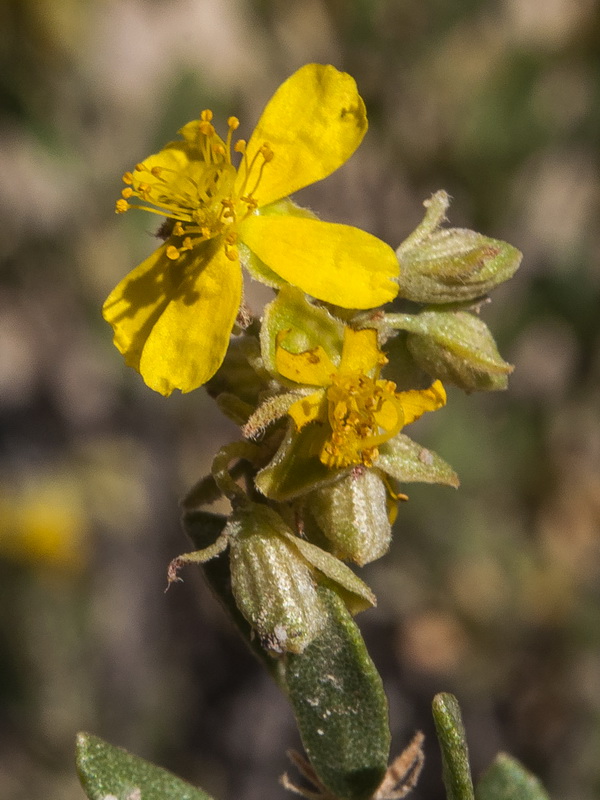 Helianthemum squamatum.24