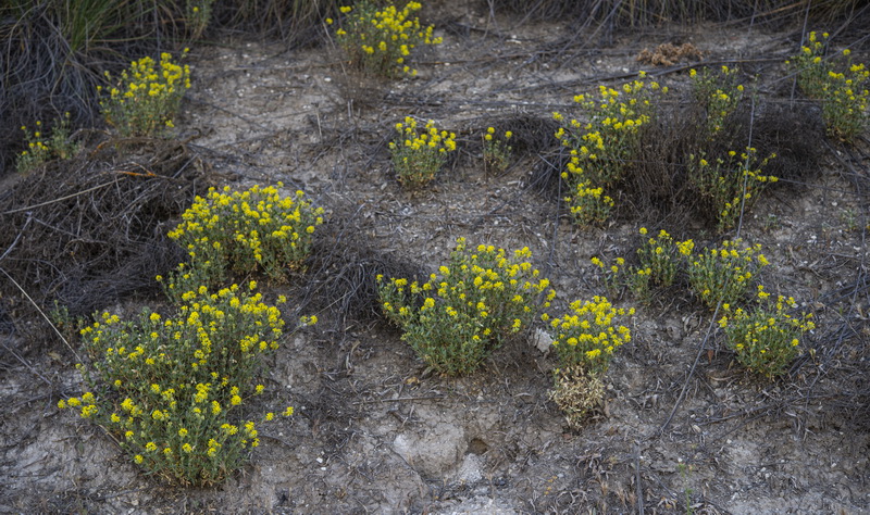 Helianthemum squamatum.30