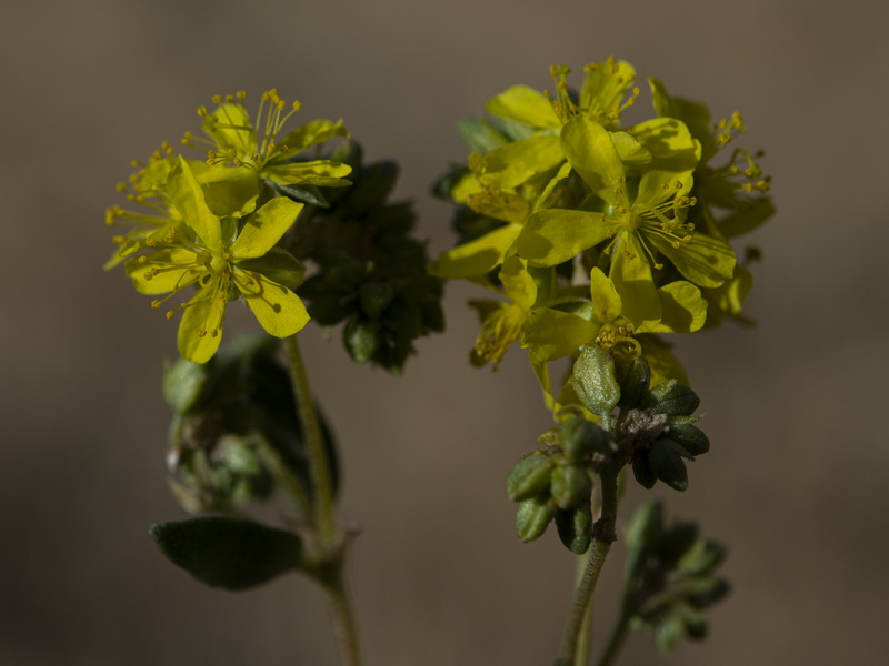 Helianthemum squamatum.21