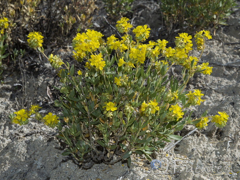 Helianthemum squamatum.02