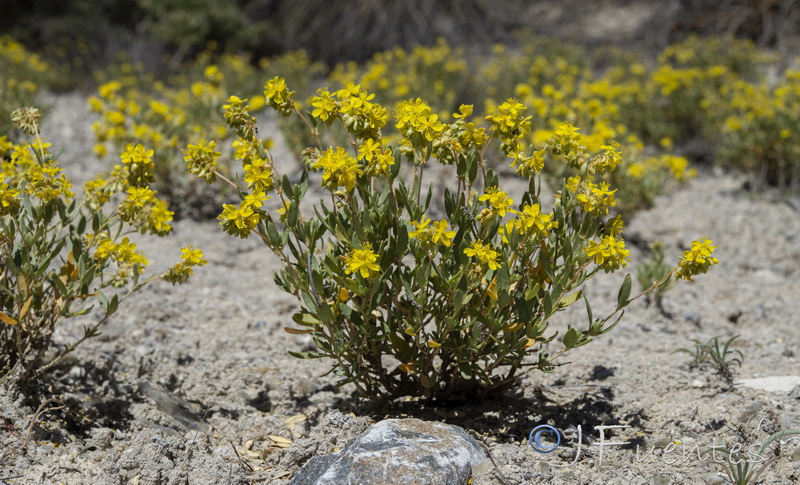 Helianthemum squamatum.01