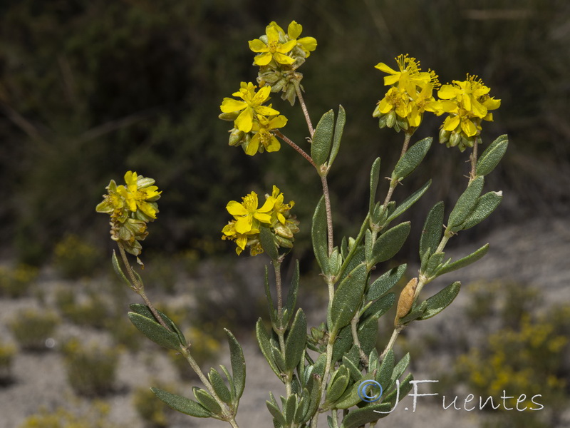 Helianthemum squamatum.03
