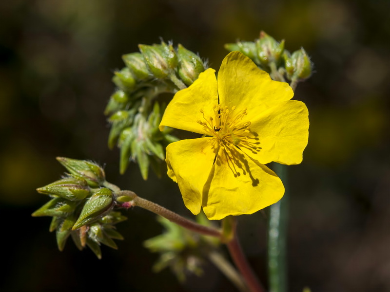 Helianthemum syriacum.10