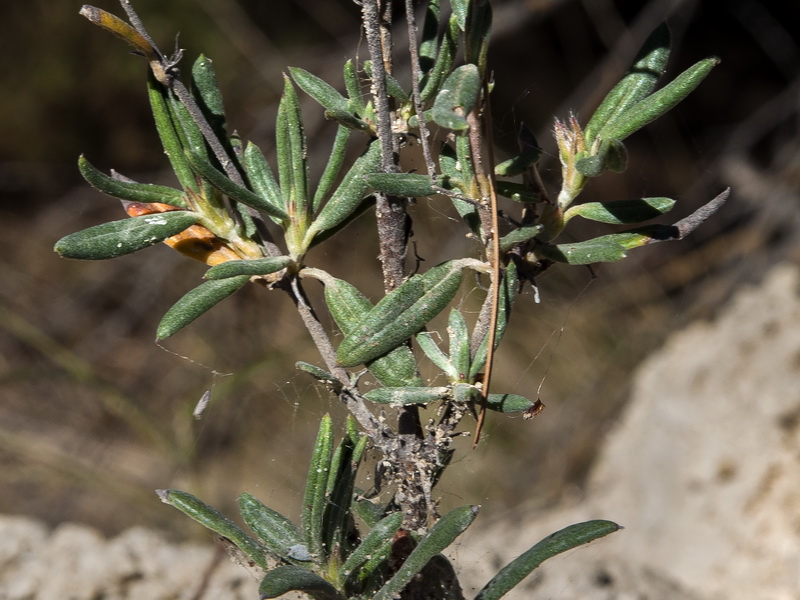 Helianthemum syriacum.14