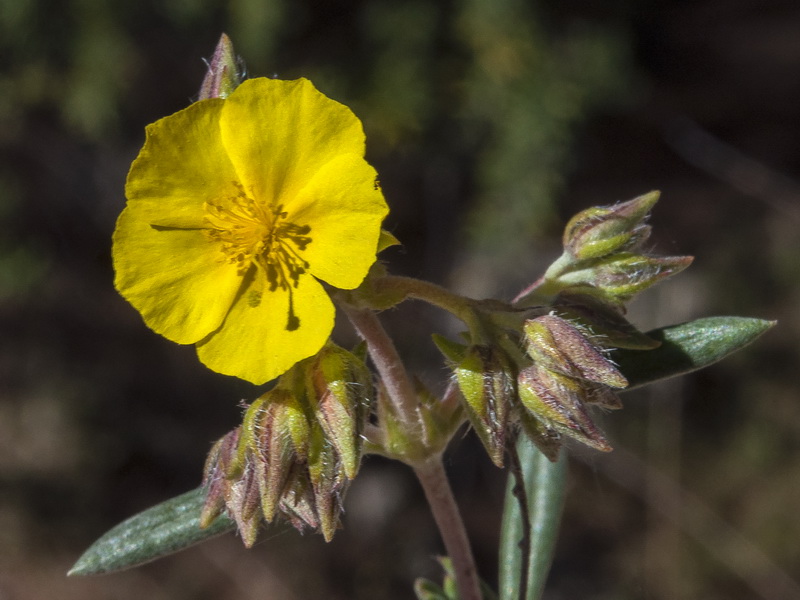 Helianthemum syriacum.16