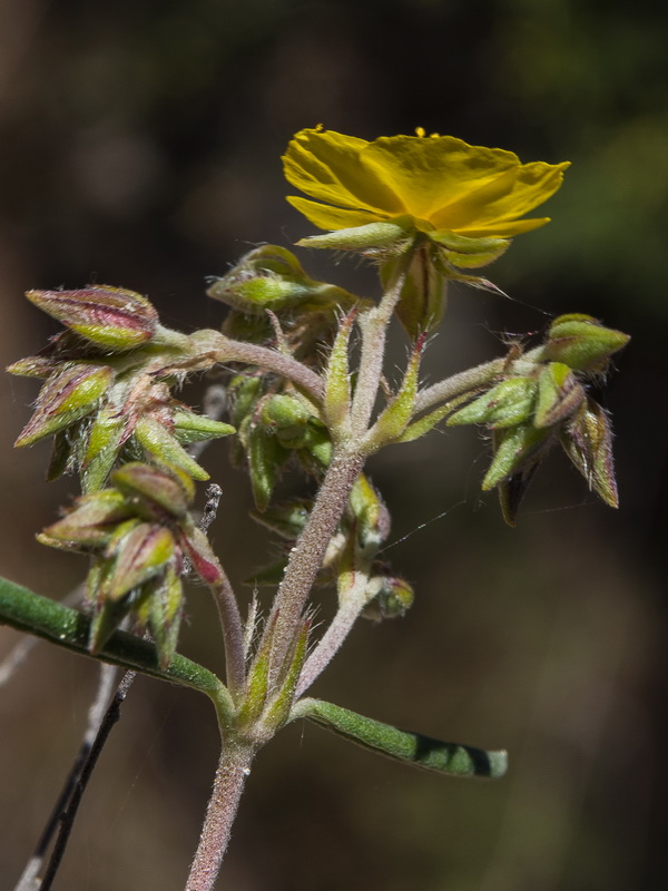 Helianthemum syriacum.17