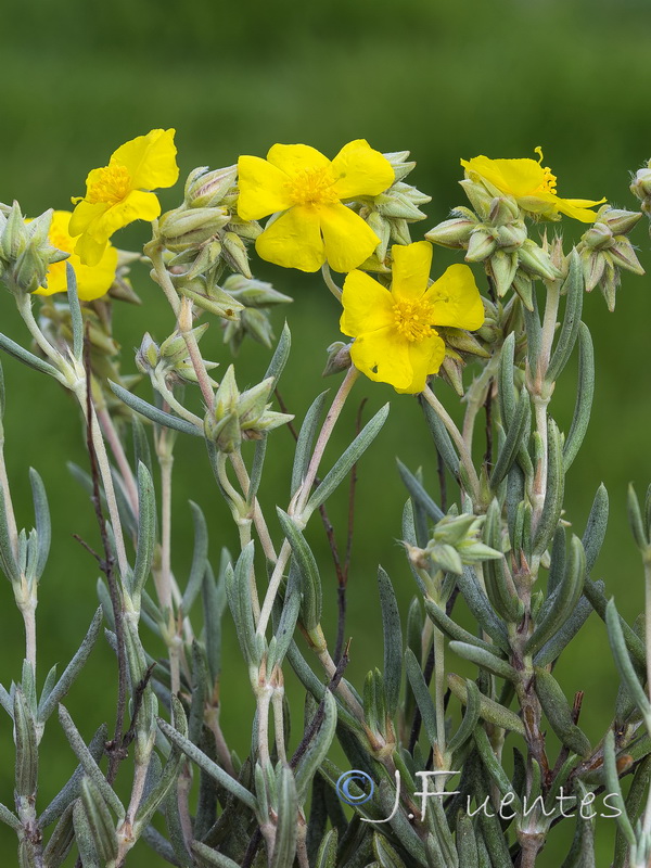 Helianthemum syriacum.27