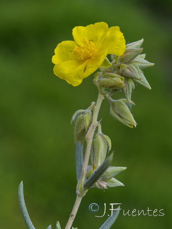 Helianthemum syriacum.28