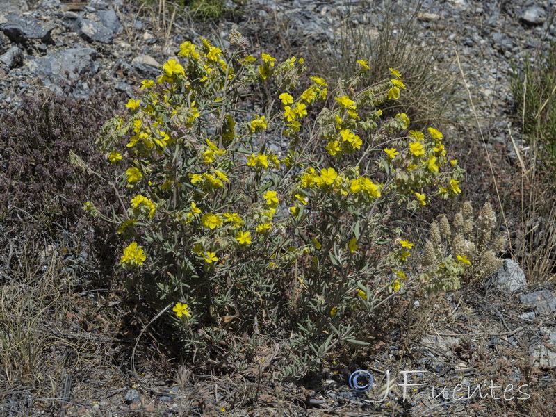 Helianthemum syriacum.01