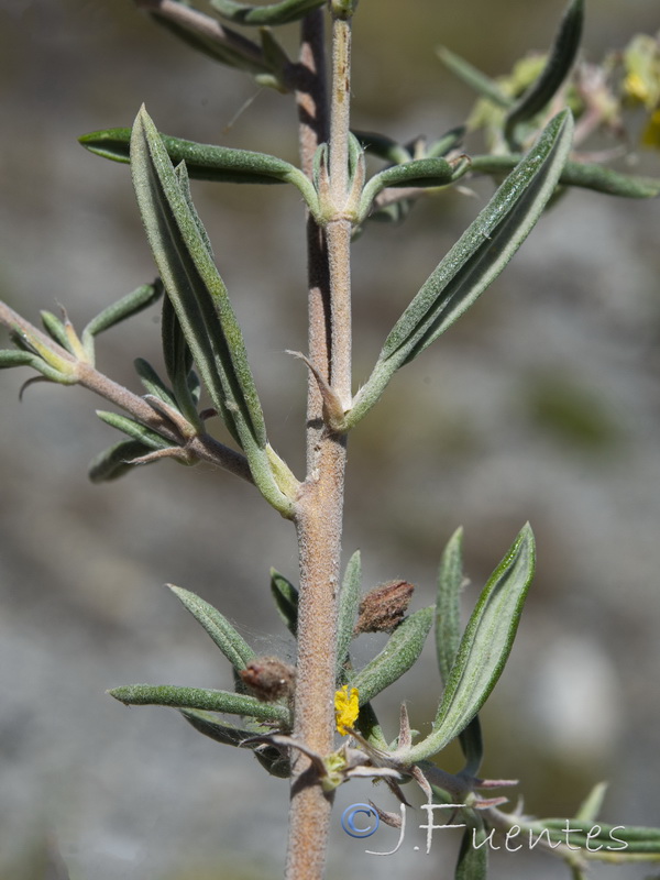 Helianthemum syriacum.23