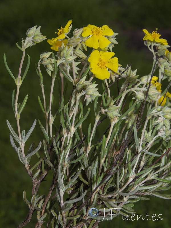 Helianthemum syriacum.24