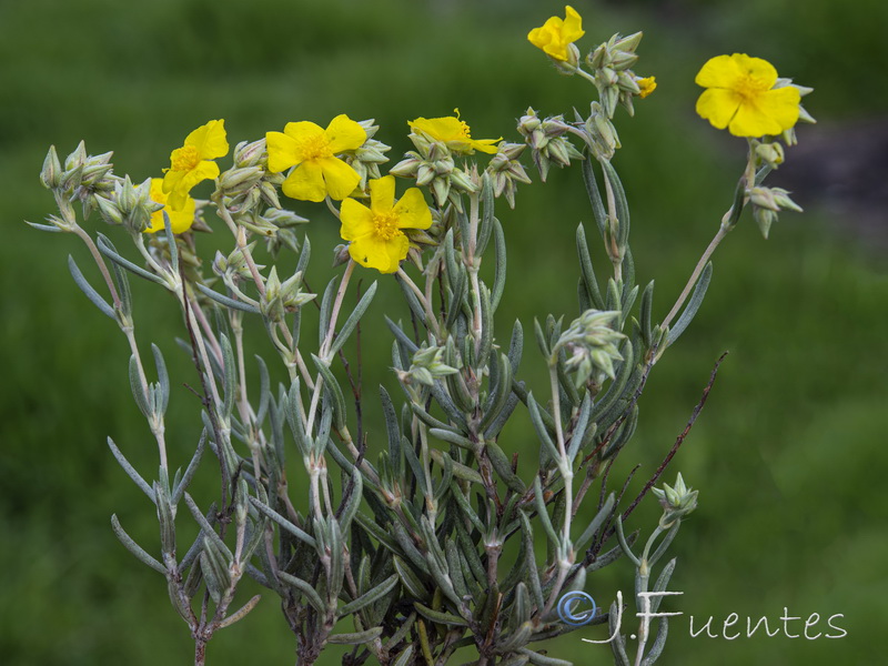 Helianthemum syriacum.22