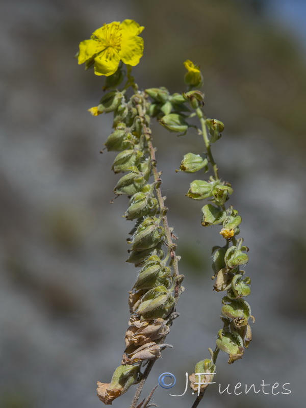 Helianthemum syriacum.18