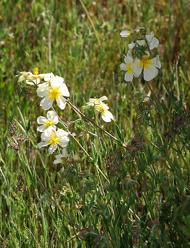 Helianthemum violaceum.01