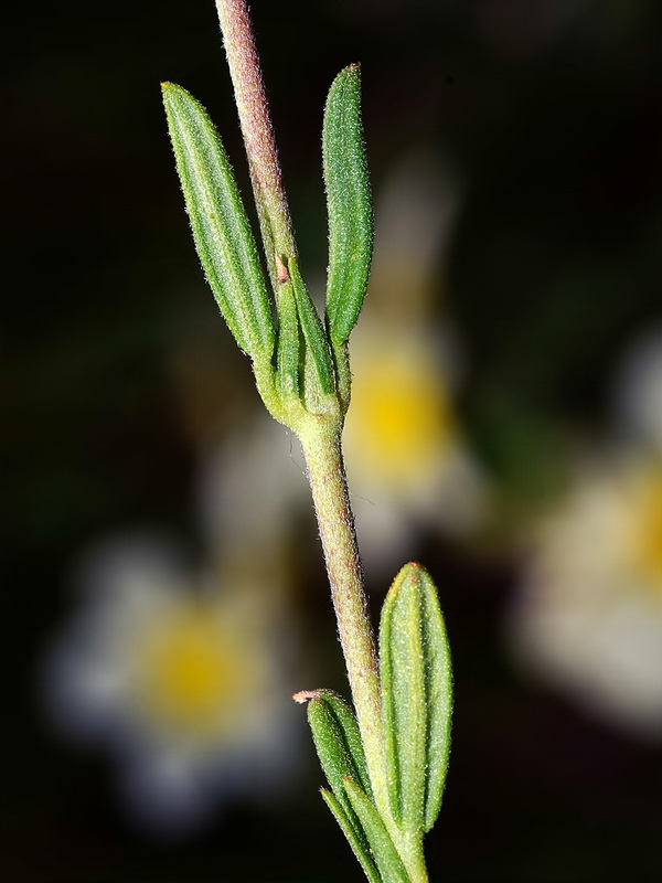 Helianthemum violaceum.02