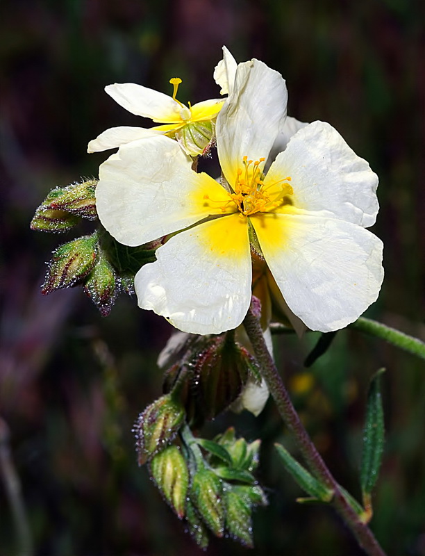 Helianthemum violaceum.04