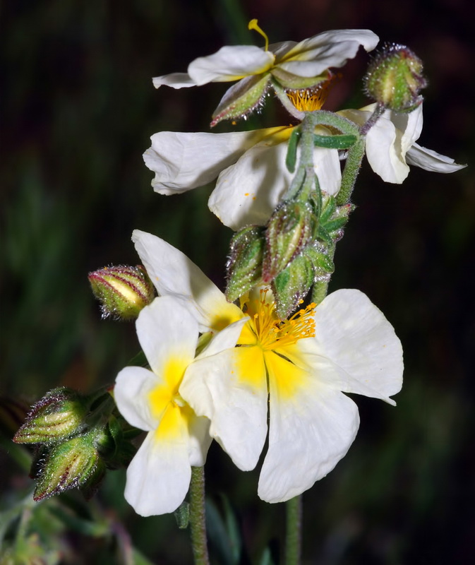 Helianthemum violaceum.05