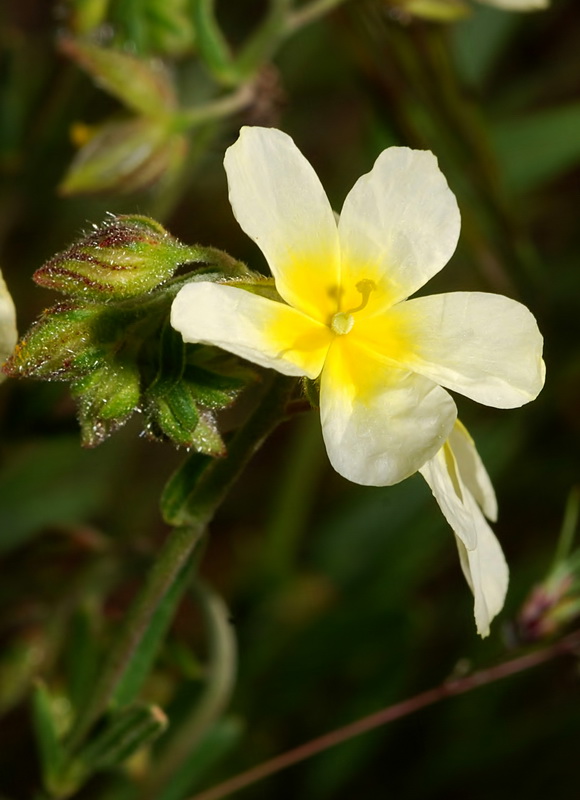 Helianthemum violaceum.06