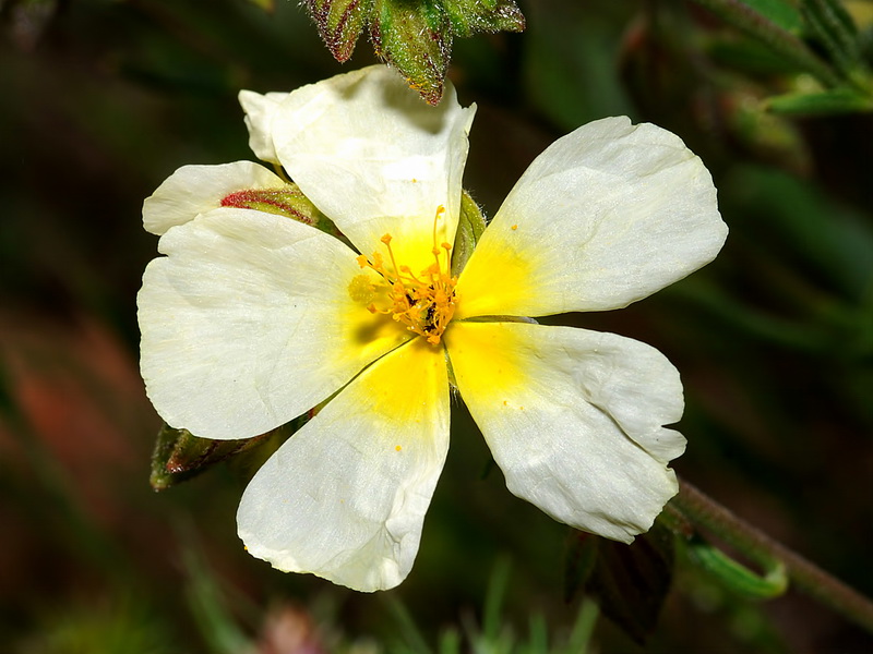 Helianthemum violaceum.07