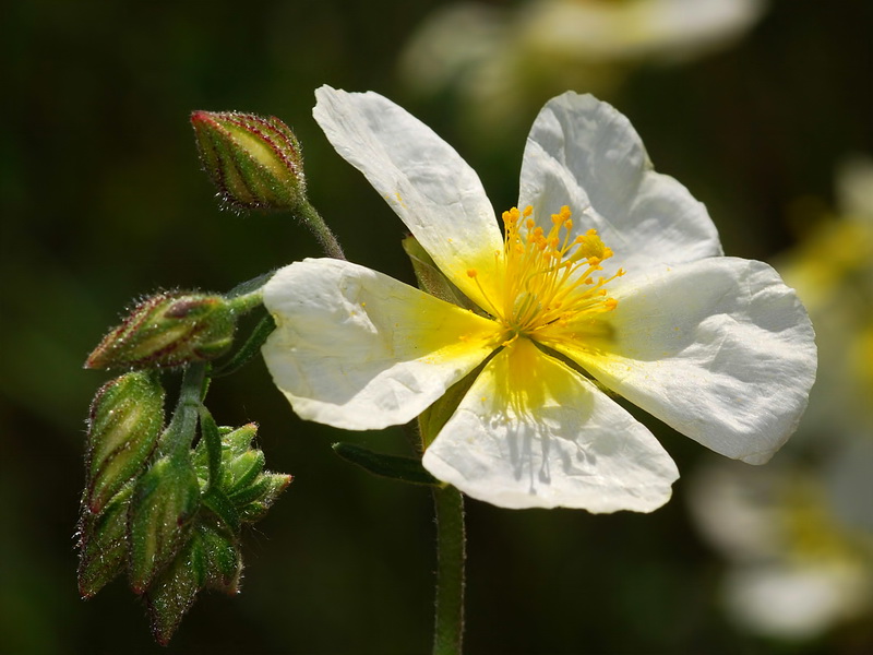 Helianthemum violaceum.10