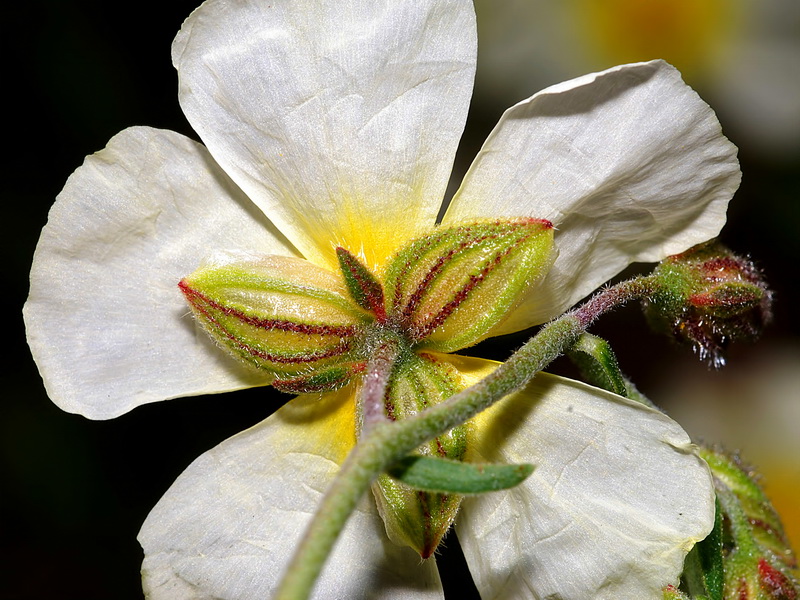 Helianthemum violaceum.11