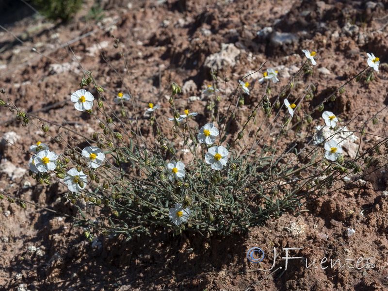 Helianthemum violaceum.12