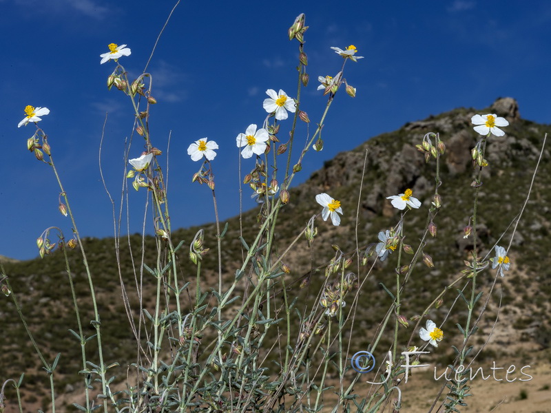 Helianthemum violaceum.13