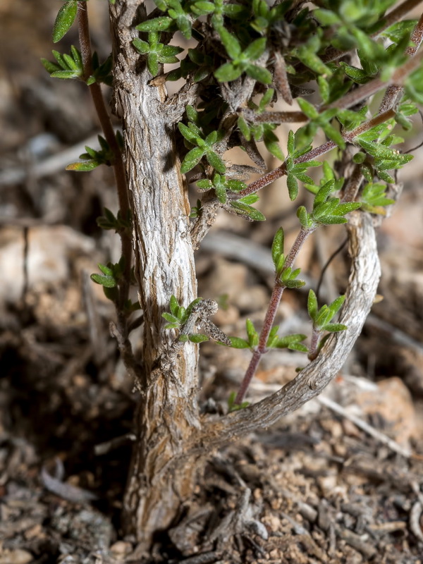 Helianthemum viscarium.03