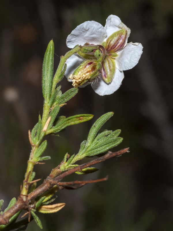 Helianthemum viscarium.12