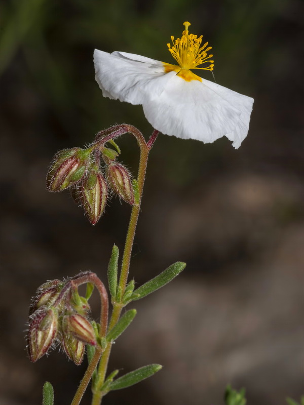 Helianthemum viscarium.13