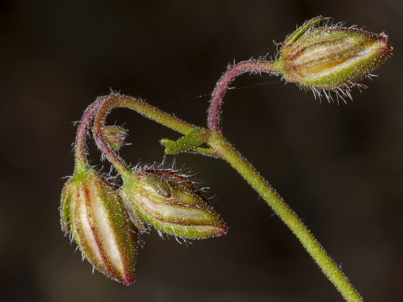 Helianthemum viscarium.15