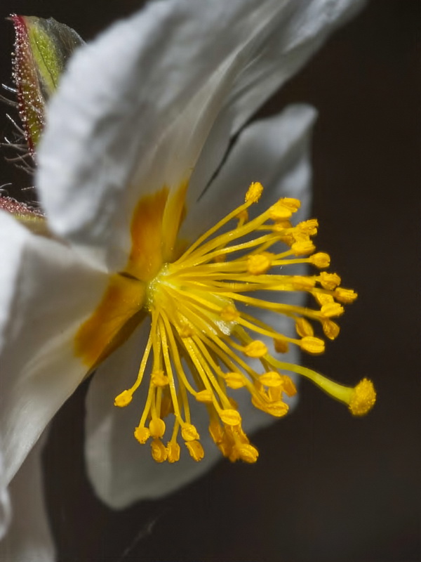 Helianthemum viscarium.29