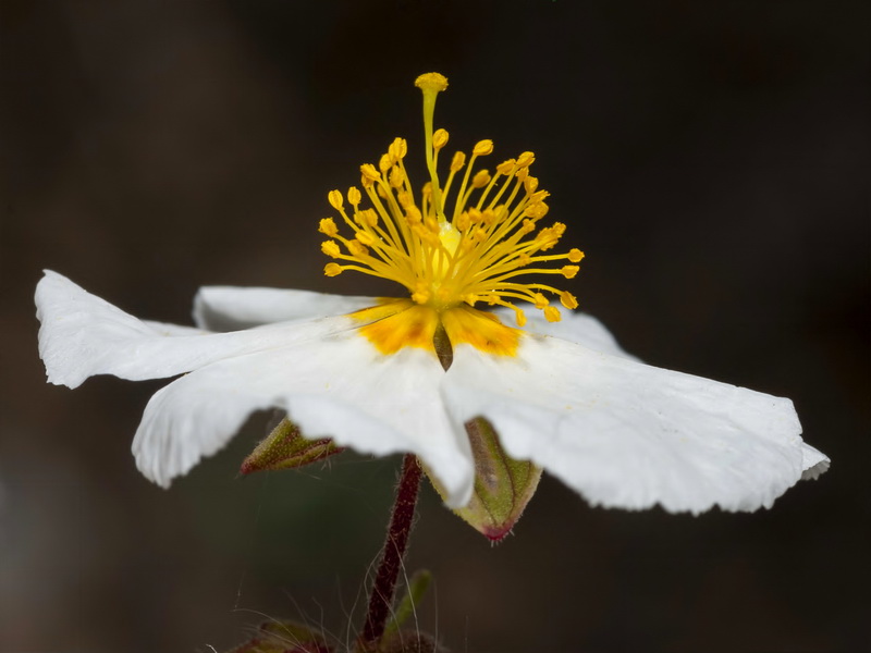 Helianthemum viscarium.30