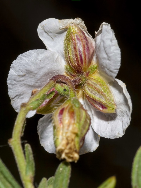 Helianthemum viscarium.36