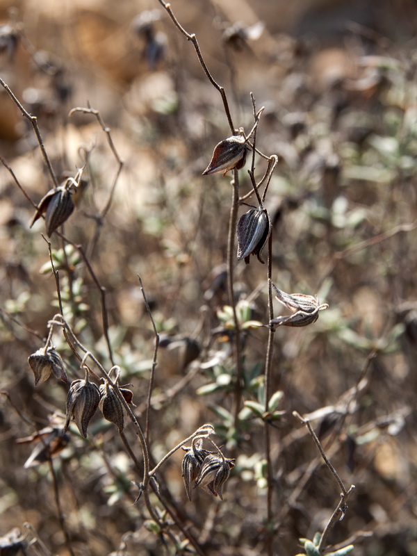 Helianthemum viscarium.40