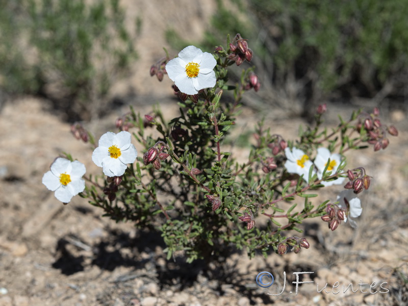 Helianthemum viscarium.52