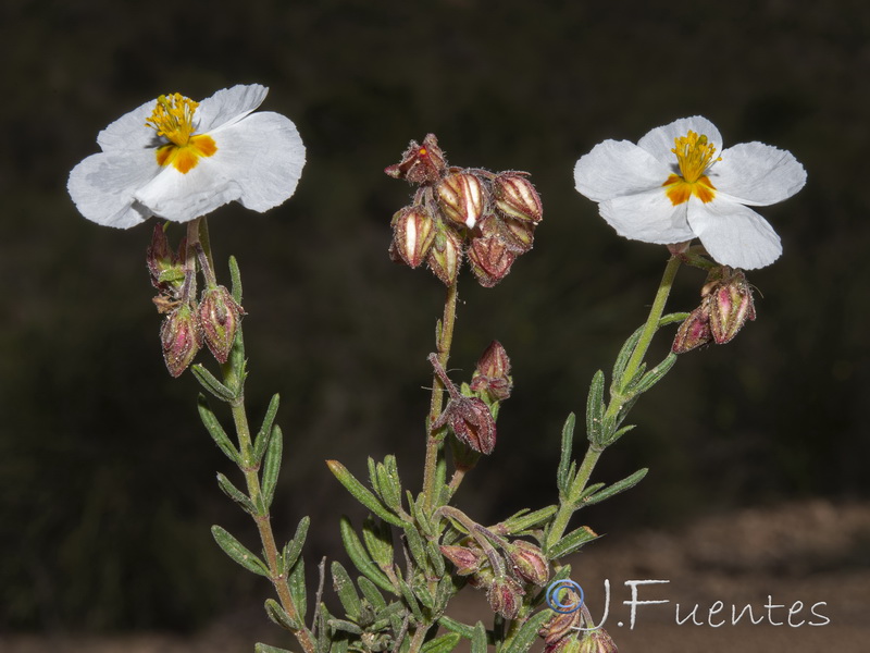 Helianthemum viscarium.10
