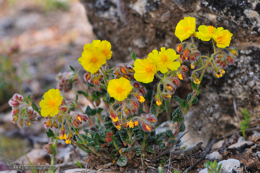 Helianthemum viscidulum