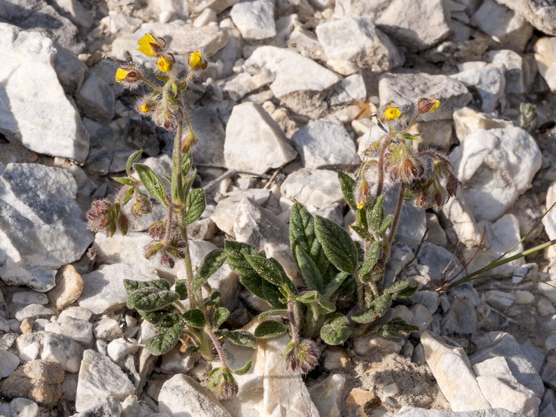 Helianthemum viscidulum.07