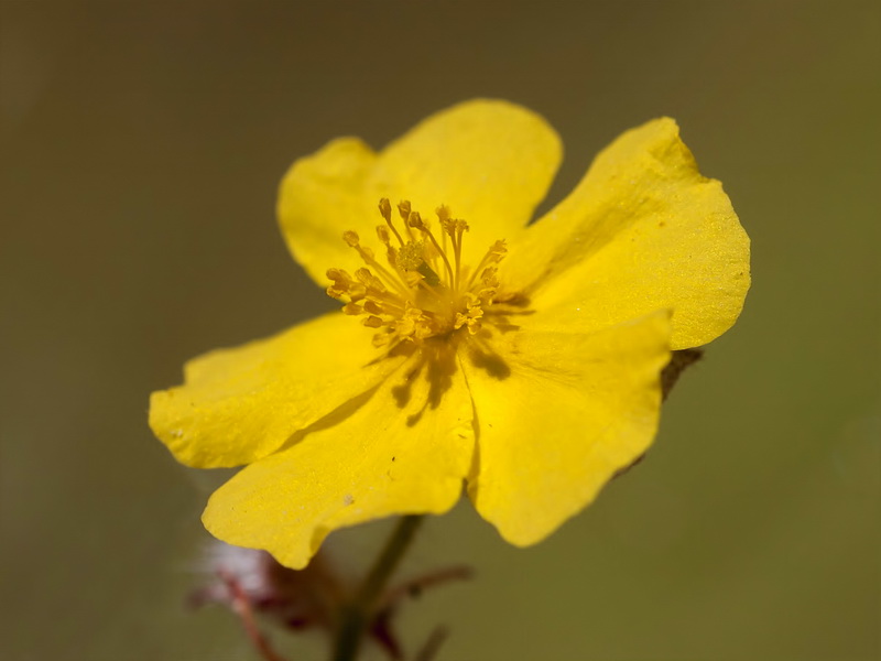 Helianthemum viscidulum.26