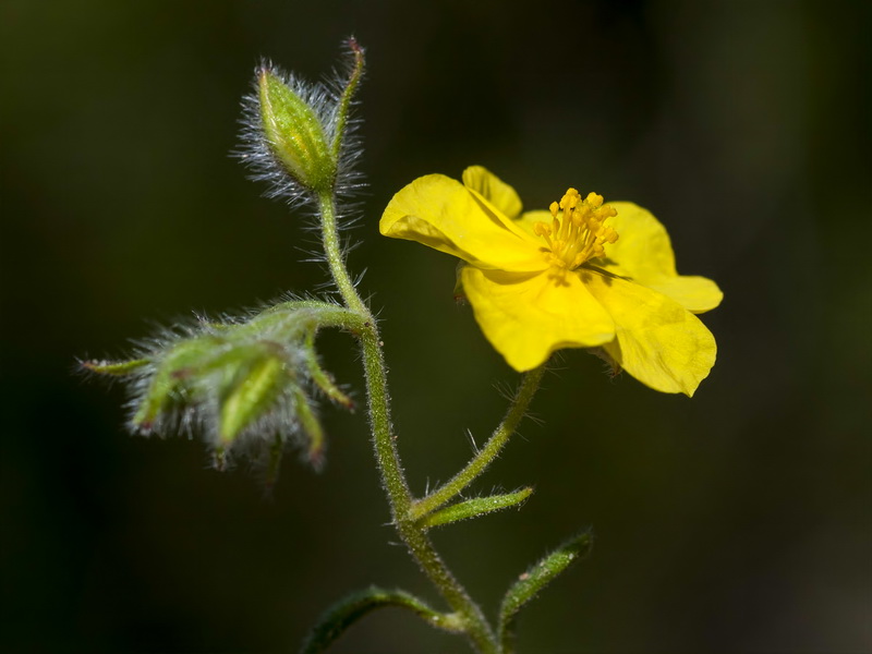 Helianthemum viscidulum.30