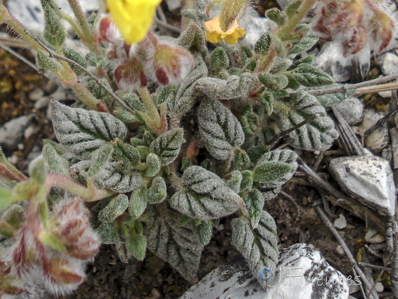 Helianthemum viscidulum.43