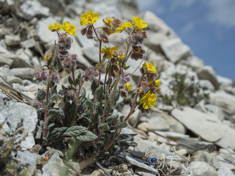 Helianthemum viscidulum.35