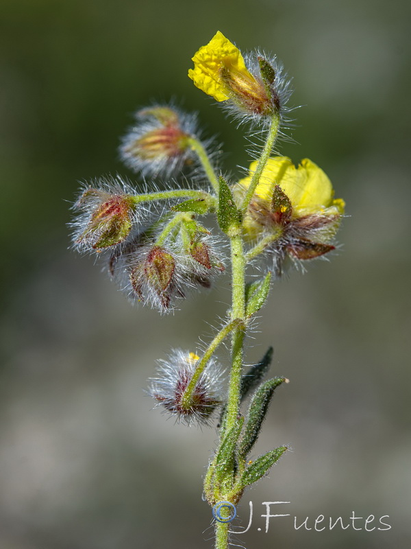 Helianthemum viscidulum.33