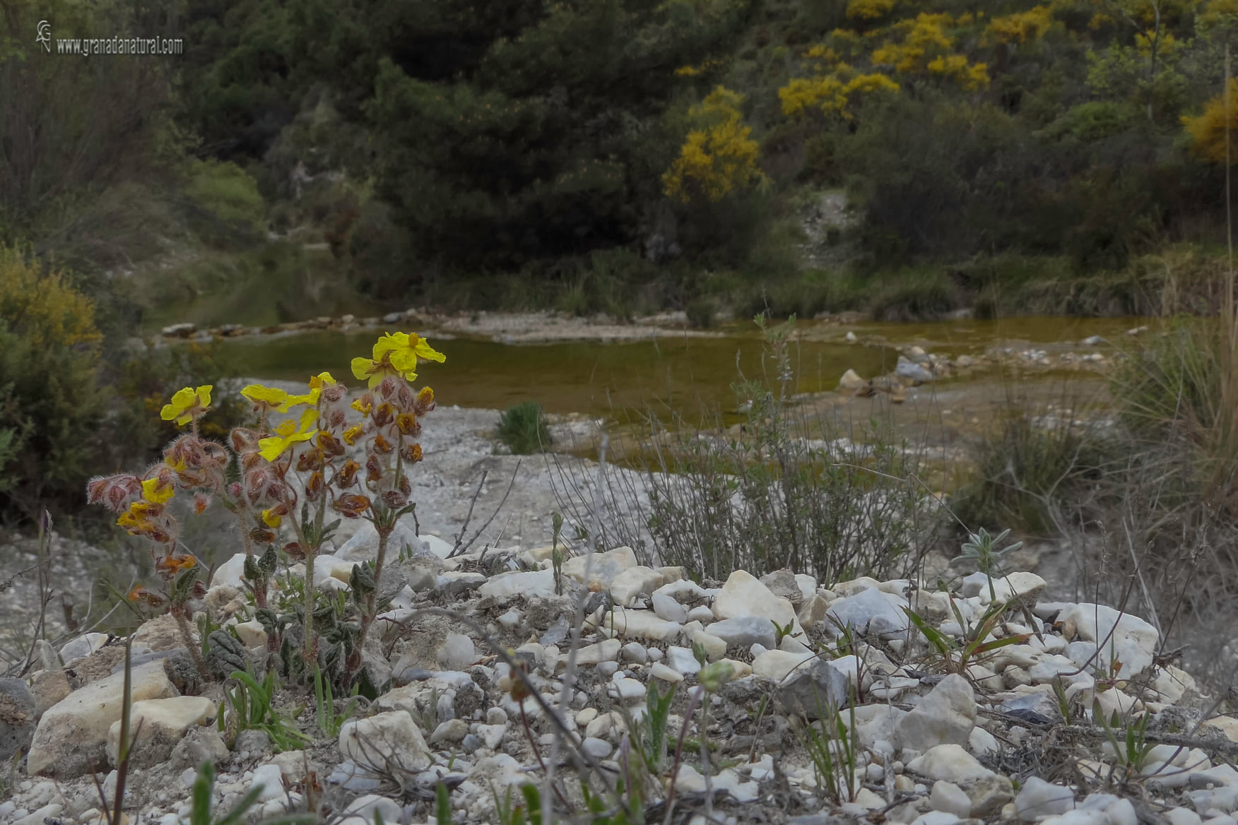 Helianthemum viscidulum