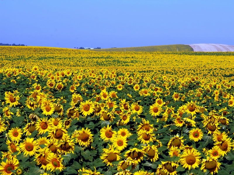 Helianthus annuus.01