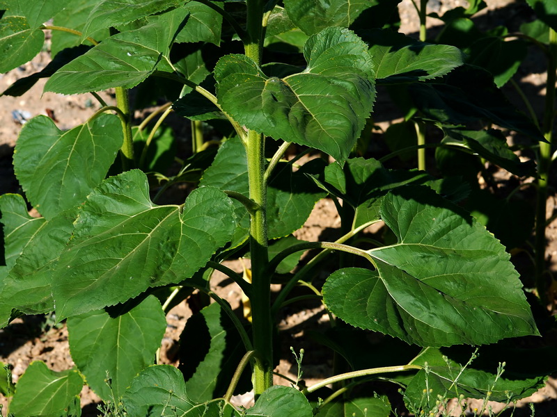 Helianthus annuus.05