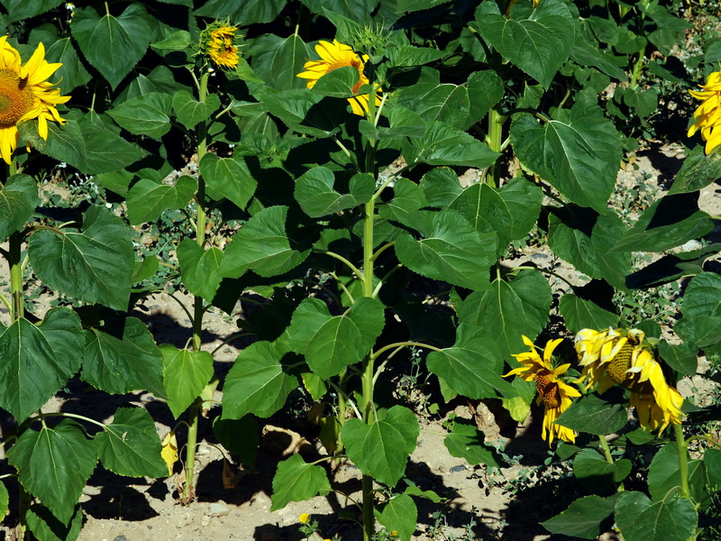 Helianthus annuus.09
