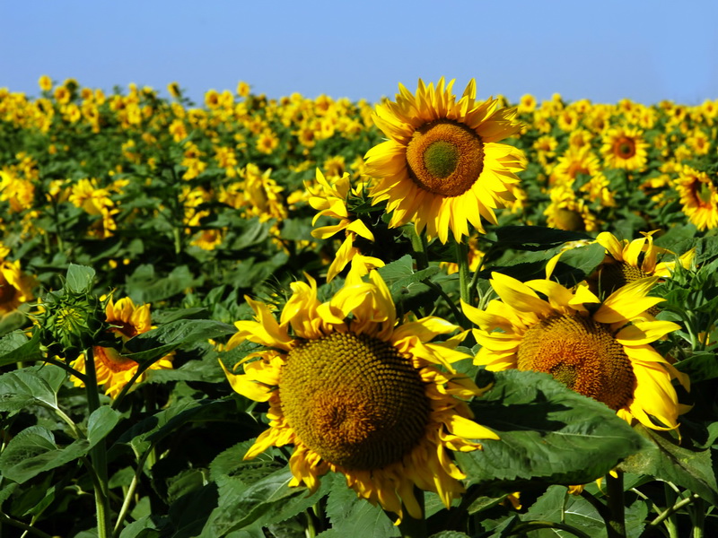 Helianthus annuus.10
